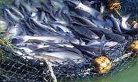Fisheries export reach $400m in H1